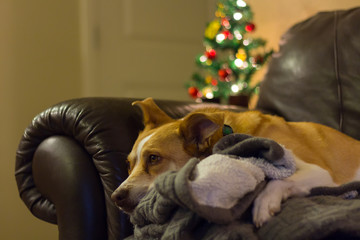 Dog Cuddles in Blankets at Christmas