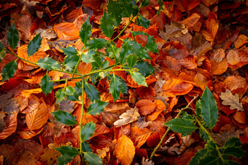 dried falled autumn leaves of the fall season with beautiful colors for background