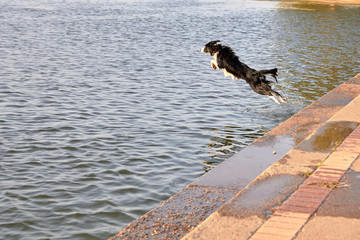 Perro de pura raza Border Collie saltando al río.