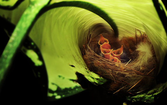 Common Tailor bird nest with baby birds