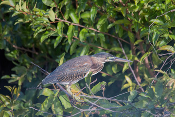 Striated heron on a branch, Pantanal region, Brazil, South America