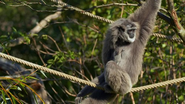 Silvery gibbon mother playing with baby