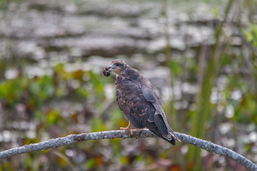 Snail Kite on a branch with food, Pantanal region, Brazil, South America
