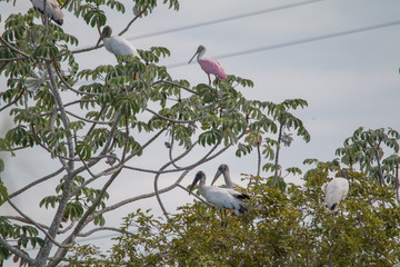 Wood storks and Roseate spoonbill in the tree, Pantanal region, Brazil, South America