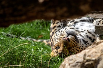 Fototapeta na wymiar A close up portrait of a leopard lying on its back in the grass. The carnivore is just waking up and opening its eyes after getting some sleep.