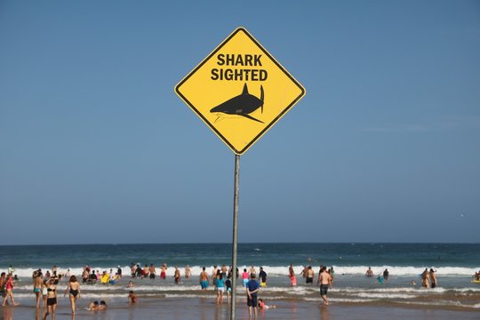 Shark sighted at the Beach in Sydney, Australia
