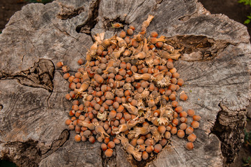 A bunch of fresh ripe hazelnuts on an old stump. Shallow depth of field. Food protein. Peanut Butter Advertising. Background image of a pattern of orchids.