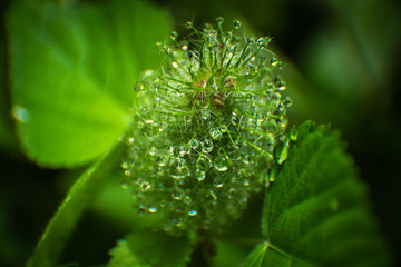 Fototapeta premium dew on plant