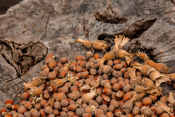 A bunch of fresh ripe hazelnuts on an old stump. Shallow depth of field. Food protein. Peanut Butter Advertising. Background image of a pattern of orchids.