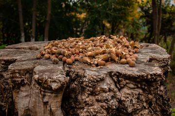 A bunch of fresh ripe hazelnuts on an old stump. Shallow depth of field. Food protein. Peanut Butter Advertising. Background image of a pattern of orchids.