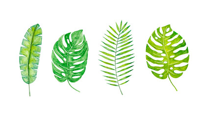 Set tropical leaves of monstera, palm, banana. Watercolor illustration. Isolate on a white background.
