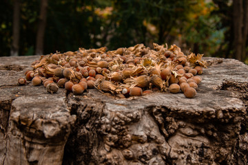 A bunch of fresh ripe hazelnuts on an old stump. Shallow depth of field. Food protein. Peanut Butter Advertising. Background image of a pattern of orchids.