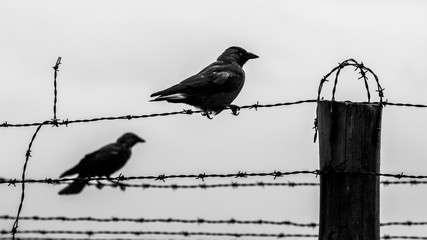 Two crows on the barb wire fence - Powered by Adobe
