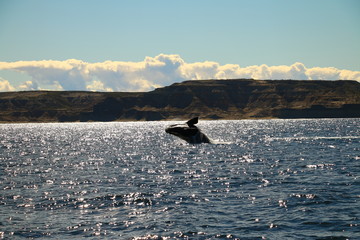 Obraz premium salto de ballena franca austral vista desde visita turistica embarcada en Puerto Piramides, peninsula de valdes, Argentina