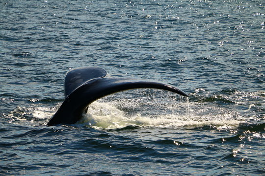 cola de ballena asomando del agua antes de saltar