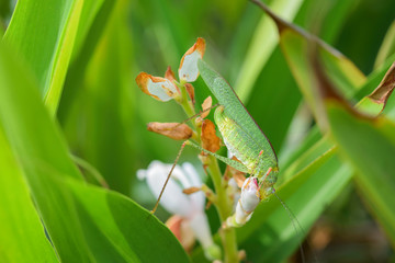 Grasshopper with pink-eye eating flower upside down (Tettigoniidae) - High Res Stock Image