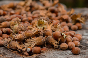 A bunch of fresh ripe hazelnuts on an old stump. Shallow depth of field. Food protein. Peanut Butter Advertising. Background image of a pattern of orchids.