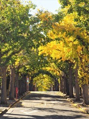 Obraz premium Autumn leaves in Tokyo, Japan
