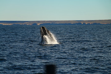 Fototapeta premium salto de ballena franca austral vista desde visita turistica embarcada en Puerto Piramides, peninsula de valdes, Argentina
