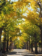 Naklejka premium Autumn leaves in Tokyo, Japan