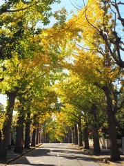 Fototapeta premium Autumn leaves in Tokyo, Japan