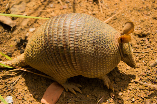 Tatu galinha