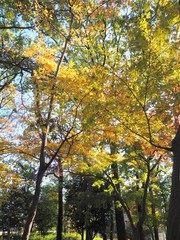 Fototapeta premium Autumn leaves in Tokyo, Japan