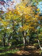 Autumn leaves in Tokyo, Japan