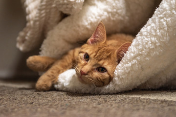 Kitten in cozy blanket