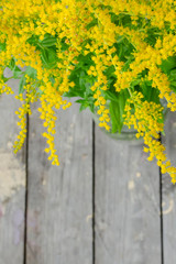 Solidago canadensisin the bottle on wooden background