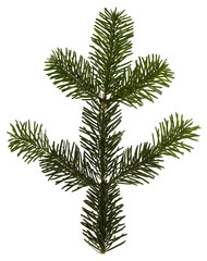 green fir tree isolated on white background