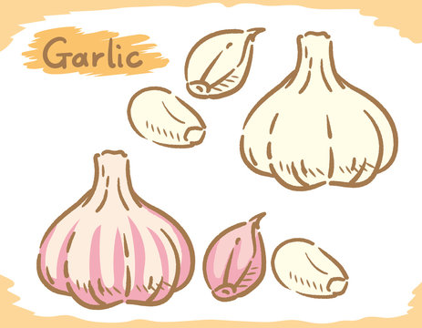 Garlic isolated on white.