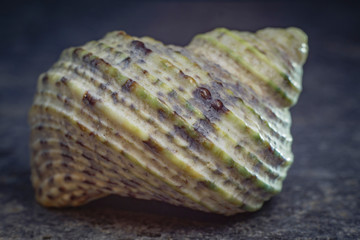 spiral shell of a sea mollusk. golden ratio