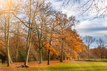 autumn season park landscape photos with beautiful sunrays