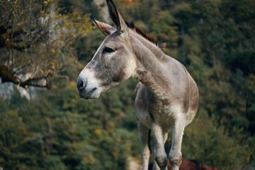 portrait of a donkey
