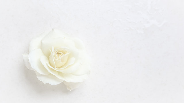 Beautiful white rose on white background. Ideal for greeting cards for wedding, birthday, Valentine's Day, Mother's Day
