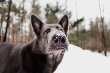 Fototapeta na wymiar Portrait of Black German Shepherd In Snowy New England Scene