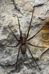 The giant house spider (Tegenaria sp) in a cave