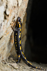 Portrait fire salamander (Salamandra salamandra) in a cave