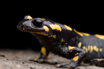 Obraz premium Portrait fire salamander (Salamandra salamandra) in a cave