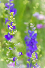 Obraz premium vertical larkspur image with soft focus elements and strong color
