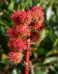 Stachelige Pflanze im Park