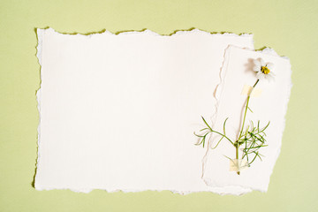 Medicinal herbs. Clover a pink background, Postcard, torn paper. Botanys.top view, copy space, flat lay