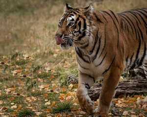 Tiger Hershey Triple D