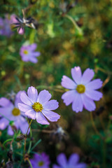朝日を浴びるカラフルなコスモス
