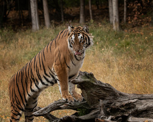 Fototapeta na wymiar Tiger Hershey Triple D