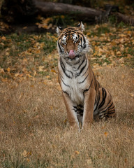 Tiger Hershey Triple D