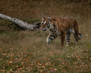 Tiger Hershey Triple D