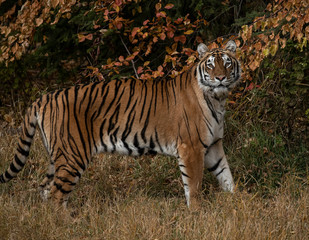 Tiger Hershey Triple D