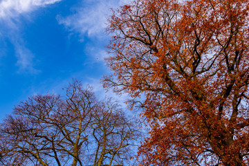colorful and beautiful autumn tree during the fall season from below